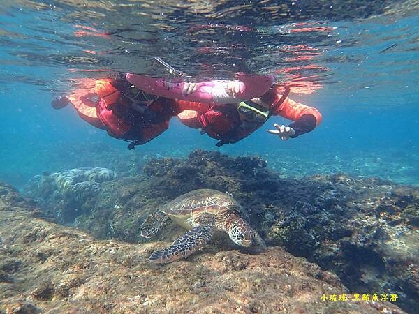 2022-1115-小琉球黑鮪魚浮潛 (2).jpg