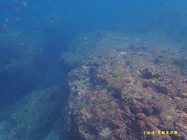 小琉球-黑鮪魚浮潛 (15).jpg