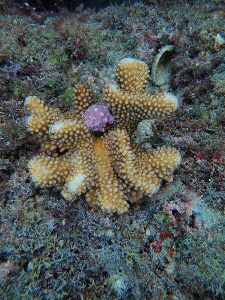 小琉球-黑鮪魚浮潛 (24).jpg