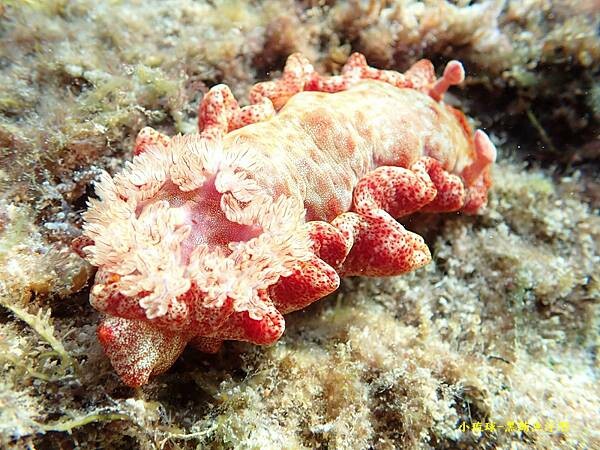 2022-1115-小琉球黑鮪魚浮潛 (13).jpg