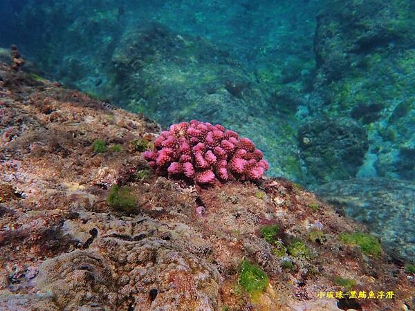 小琉球-黑鮪魚浮潛 (11).jpg