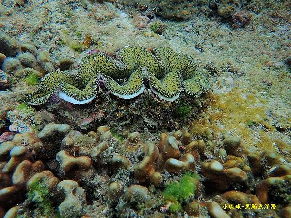 小琉球-黑鮪魚浮潛 (48).jpg