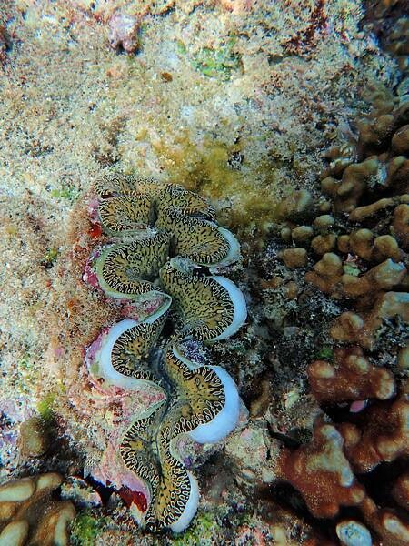 小琉球-黑鮪魚浮潛 (25).jpg