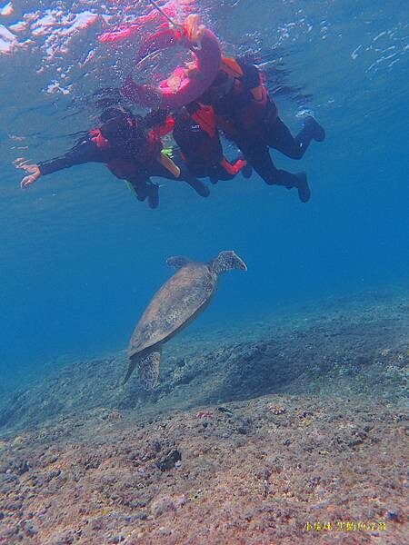 小琉球-黑鮪魚浮潛 (30).jpg