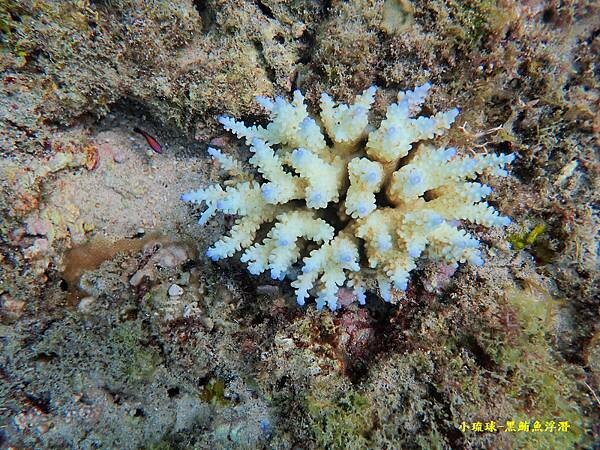 小琉球-黑鮪魚浮潛 (5).jpg