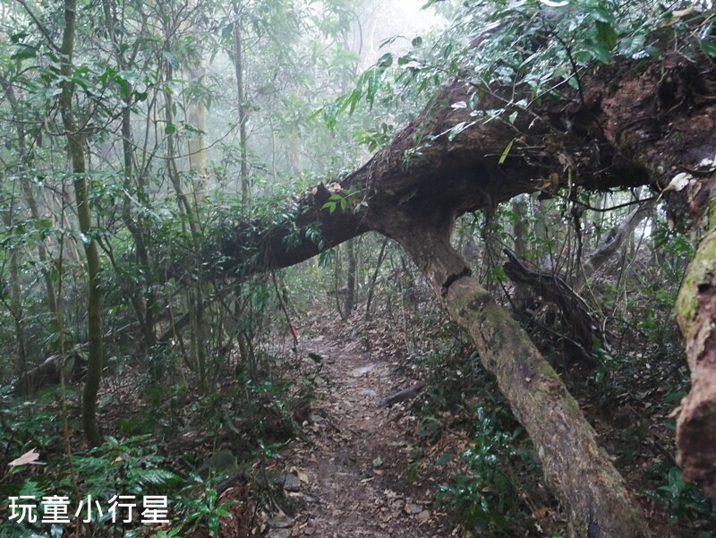 高雄景點｜橫跨高屏的尾寮山，拉繩攀登，挑戰型小百岳