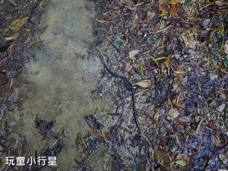 高雄景點｜橫跨高屏的尾寮山，拉繩攀登，挑戰型小百岳