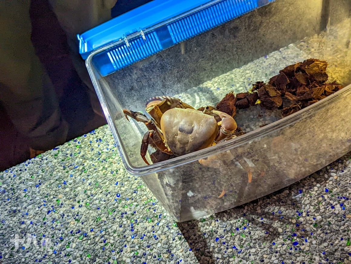 【台中旅遊】蟬說:夕陽漫漫|懶人豪華露營輕鬆入住,來自濕地主題的一泊二食,享受夕陽漫漫好好度假!使用折扣碼ssa9qt享95折優惠