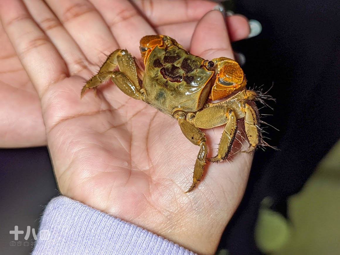 【台中旅遊】蟬說:夕陽漫漫|懶人豪華露營輕鬆入住,來自濕地主題的一泊二食,享受夕陽漫漫好好度假!使用折扣碼ssa9qt享95折優惠