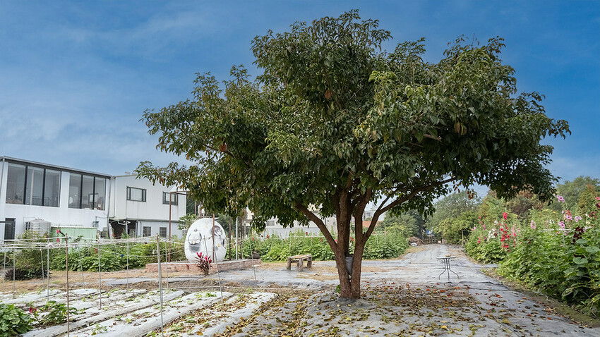 中部景點 ｜2023 蜀葵花海現身－巨型人偶+玩陶+嚕貓一起野餐吧!