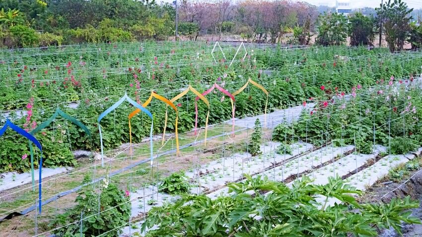 中部景點 ｜2023 蜀葵花海現身－巨型人偶+玩陶+嚕貓一起野餐吧!