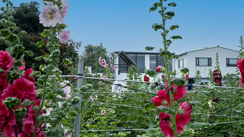 中部景點 ｜2023 蜀葵花海現身－巨型人偶+玩陶+嚕貓一起野餐吧!