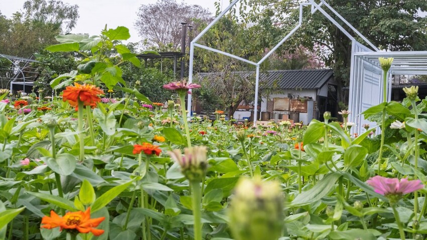 中部景點 ｜2023 蜀葵花海現身－巨型人偶+玩陶+嚕貓一起野餐吧!