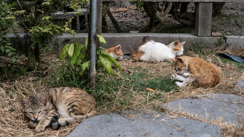 中部景點 ｜2023 蜀葵花海現身－巨型人偶+玩陶+嚕貓一起野餐吧!
