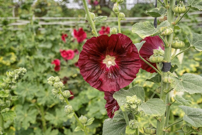 中部景點 ｜2023 蜀葵花海現身－巨型人偶+玩陶+嚕貓一起野餐吧!