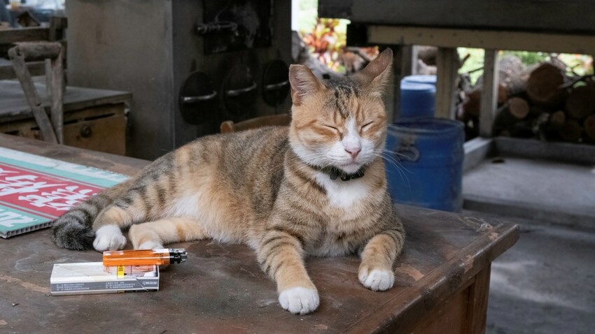 中部景點 ｜2023 蜀葵花海現身－巨型人偶+玩陶+嚕貓一起野餐吧!