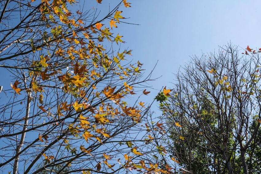 2023台中燈會-  《中央公園》盛大展開，2/4~12日盛大展開，6大主題燈區，逾30座燈組 超可愛啊!