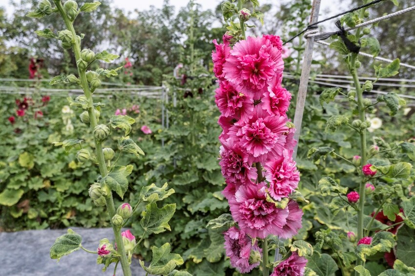 中部景點 ｜2023 蜀葵花海現身－巨型人偶+玩陶+嚕貓一起野餐吧!