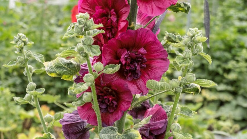 中部景點 ｜2023 蜀葵花海現身－巨型人偶+玩陶+嚕貓一起野餐吧!