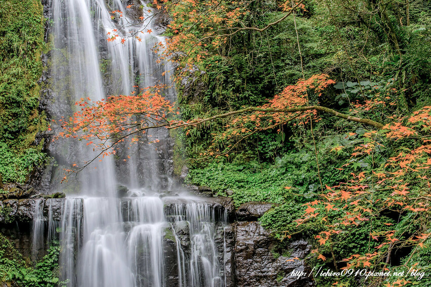 【新北景點】2023三峽雲森瀑布賞楓‧楓紅層層‧搭配絕美垂簾式瀑布│世外桃源美景│季節限定景色│怎麼去交通公