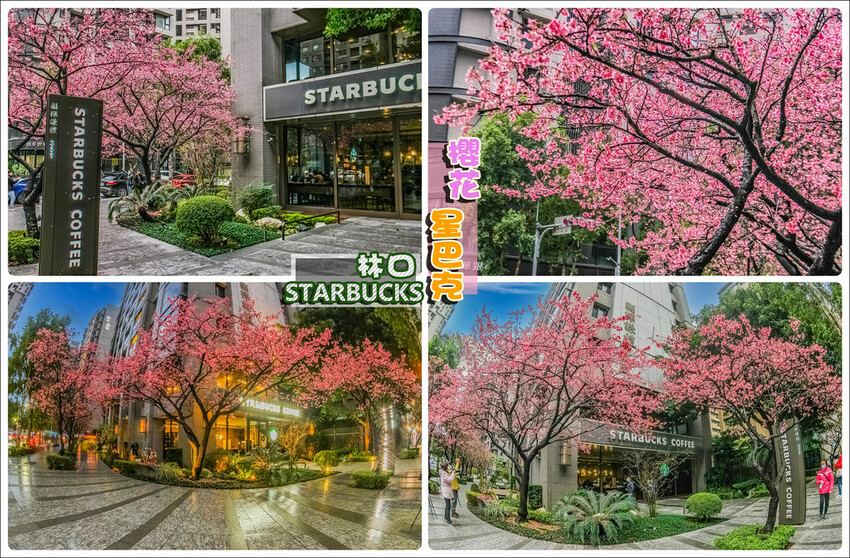 【新北景點】2023林口最美星巴克‧三色櫻綻放中│賞夜櫻‧喝咖啡‧逛逛林口三井OUTLET│台北走春景點│機場捷運林