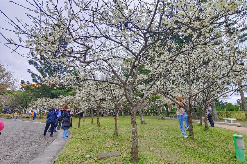 【梅花拍攝點】2023北部賞梅景點│桃園石門水庫‧士林志成公園‧榮星公園‧中正紀念堂‧逸仙公園│北部走春景點│