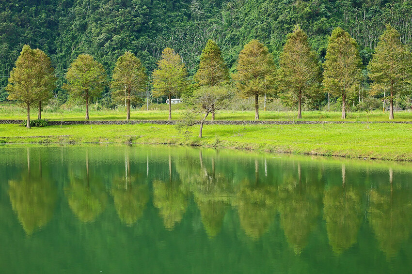 【宜蘭景點】2023員山福園蜊埤湖&羅東運動公園‧落羽松美景│全台10大落羽松秘境之一│礁溪天空島小木屋。金黃