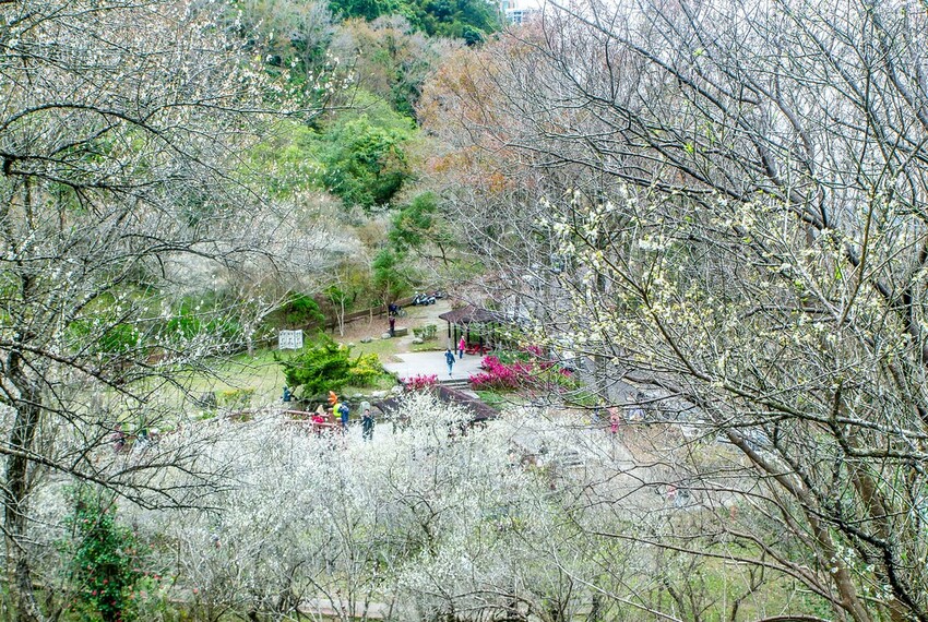 【梅花拍攝點】2023北部賞梅景點│桃園石門水庫‧士林志成公園‧榮星公園‧中正紀念堂‧逸仙公園│北部走春景點│