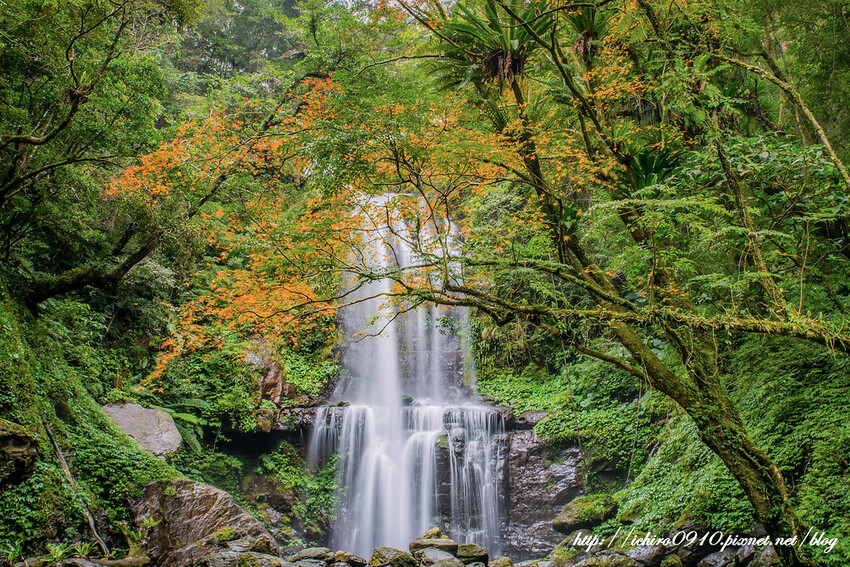 【新北景點】2023三峽雲森瀑布賞楓‧楓紅層層‧搭配絕美垂簾式瀑布│世外桃源美景│季節限定景色│怎麼去交通公