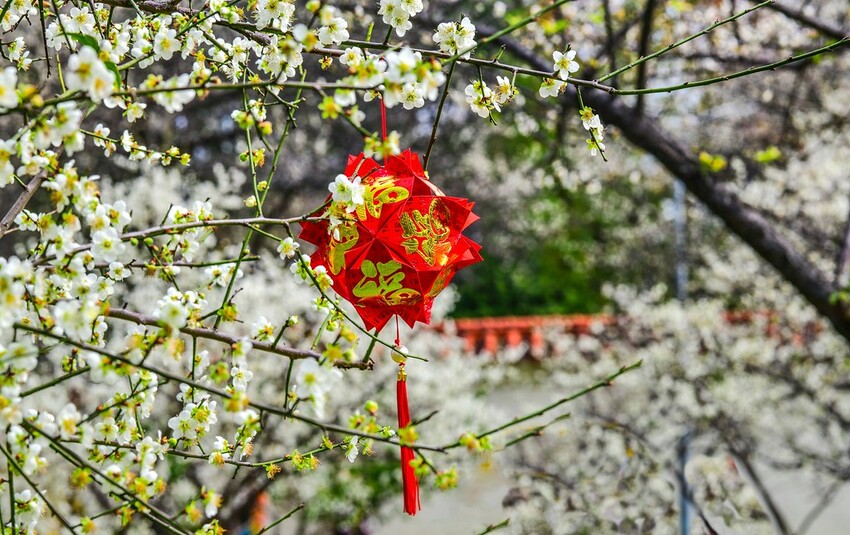 【梅花拍攝點】2023北部賞梅景點│桃園石門水庫‧士林志成公園‧榮星公園‧中正紀念堂‧逸仙公園│北部走春景點│