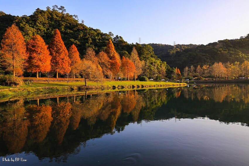 【宜蘭景點】2023員山福園蜊埤湖&羅東運動公園‧落羽松美景│全台10大落羽松秘境之一│礁溪天空島小木屋。金黃