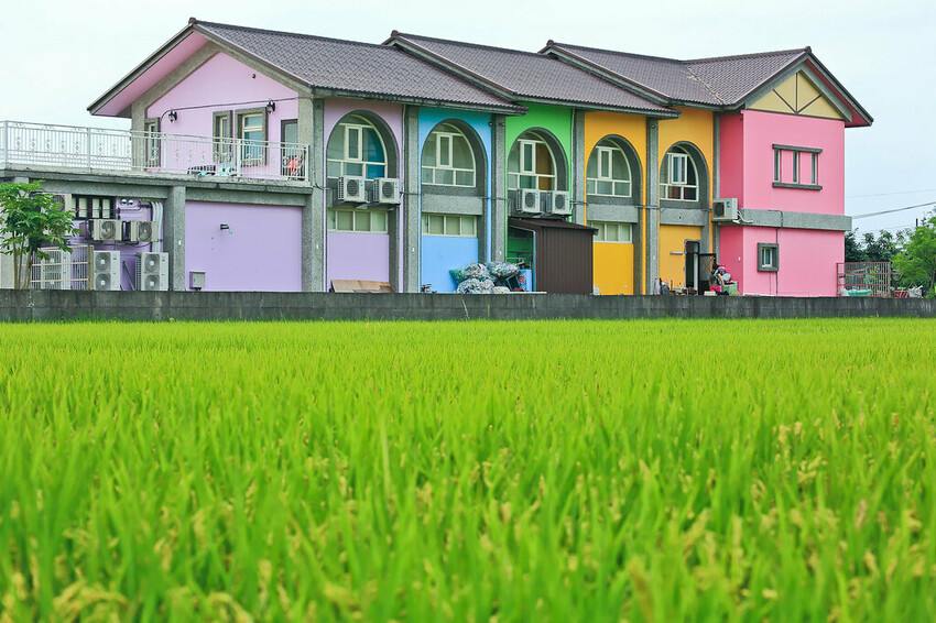 【宜蘭景點】2023員山福園蜊埤湖&羅東運動公園‧落羽松美景│全台10大落羽松秘境之一│礁溪天空島小木屋。金黃