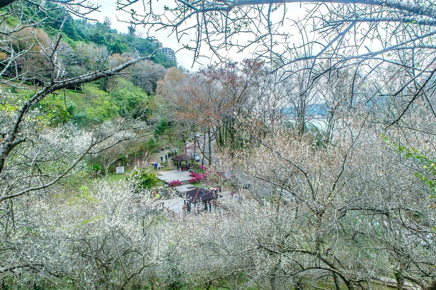 【梅花拍攝點】2023北部賞梅景點│桃園石門水庫‧士林志成公園‧榮星公園‧中正紀念堂‧逸仙公園│北部走春景點│