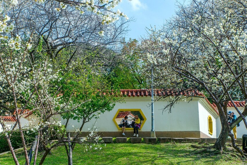 【梅花拍攝點】2023北部賞梅景點│桃園石門水庫‧士林志成公園‧榮星公園‧中正紀念堂‧逸仙公園│北部走春景點│