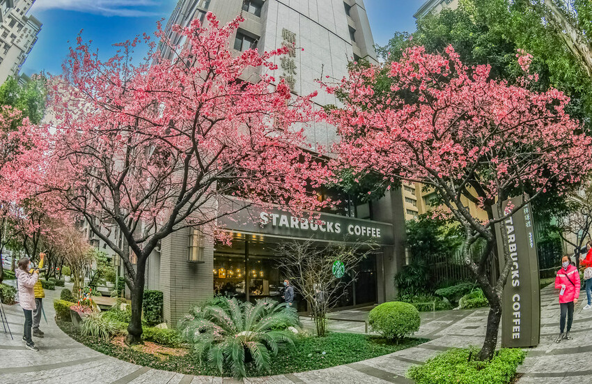 【新北景點】2023林口最美星巴克‧三色櫻綻放中│賞夜櫻‧喝咖啡‧逛逛林口三井OUTLET│台北走春景點│機場捷運林