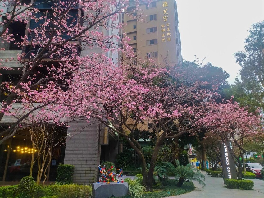 【新北景點】2023林口最美星巴克‧三色櫻綻放中│賞夜櫻‧喝咖啡‧逛逛林口三井OUTLET│台北走春景點│機場捷運林