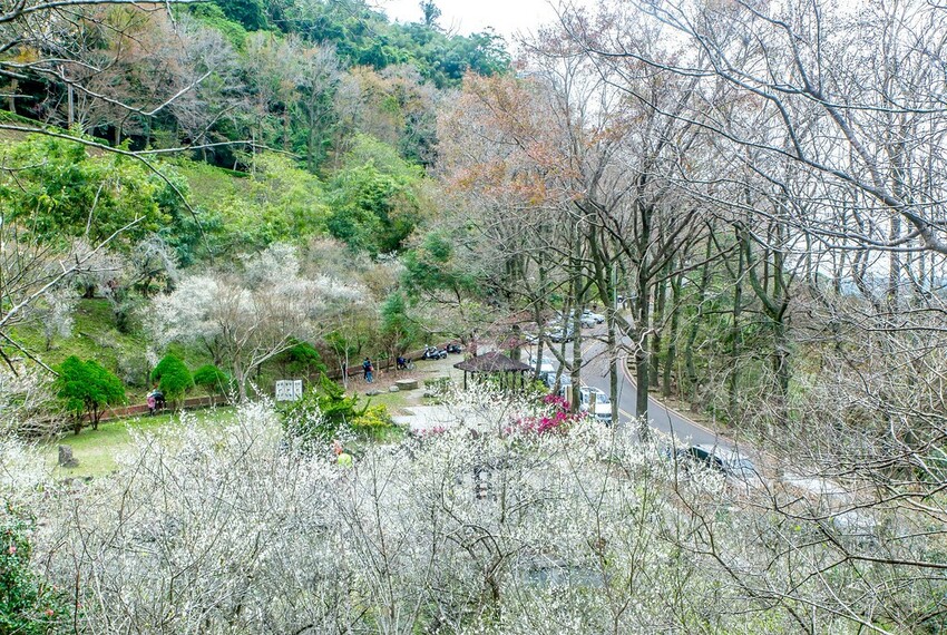 【梅花拍攝點】2023北部賞梅景點│桃園石門水庫‧士林志成公園‧榮星公園‧中正紀念堂‧逸仙公園│北部走春景點│