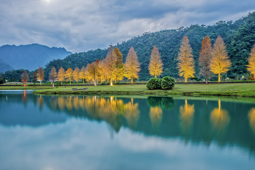 【宜蘭景點】2023員山福園蜊埤湖&羅東運動公園‧落羽松美景│全台10大落羽松秘境之一│礁溪天空島小木屋。金黃