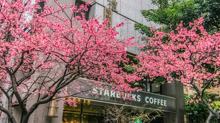 【新北景點】2023林口最美星巴克‧三色櫻綻放中│賞夜櫻‧喝咖啡‧逛逛林口三井OUTLET│台北走春景點│機場捷運林
