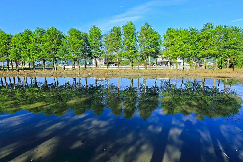 【宜蘭景點】2023員山福園蜊埤湖&羅東運動公園‧落羽松美景│全台10大落羽松秘境之一│礁溪天空島小木屋。金黃
