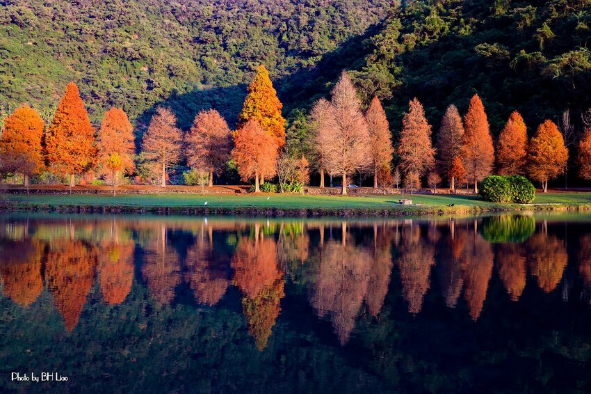 【宜蘭景點】2023員山福園蜊埤湖&羅東運動公園‧落羽松美景│全台10大落羽松秘境之一│礁溪天空島小木屋。金黃