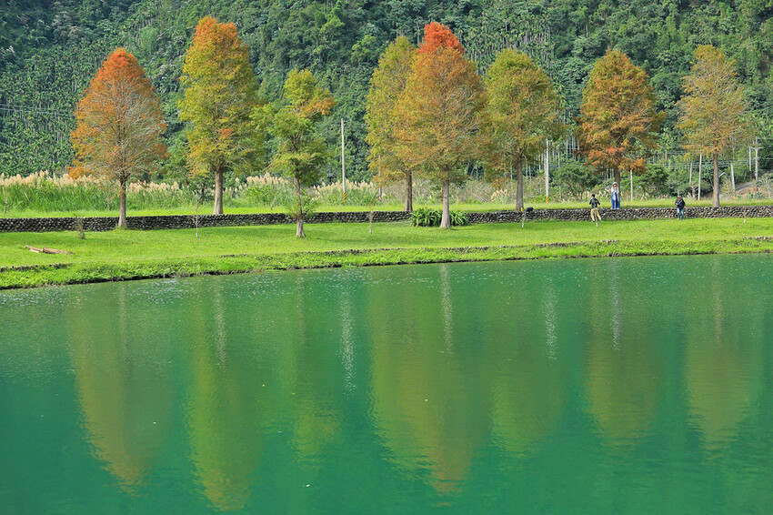 【宜蘭景點】2023員山福園蜊埤湖&羅東運動公園‧落羽松美景│全台10大落羽松秘境之一│礁溪天空島小木屋。金黃
