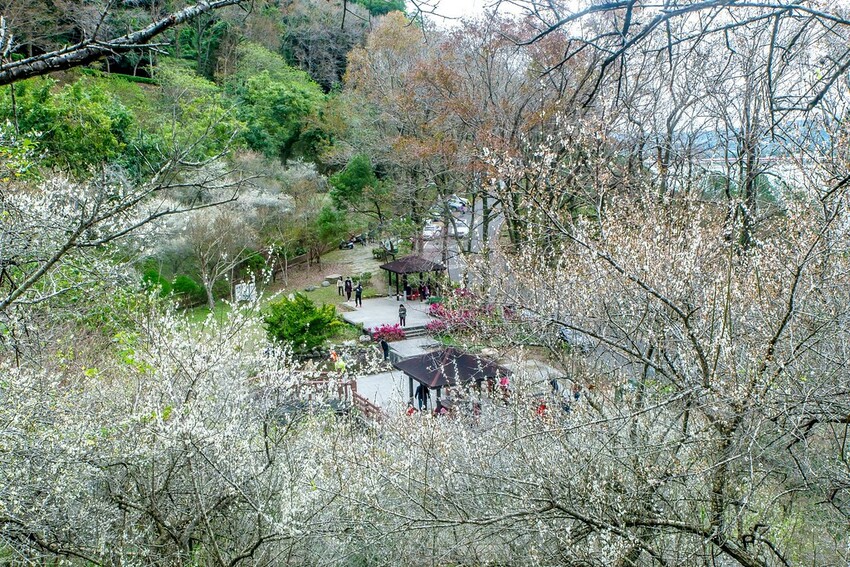 【梅花拍攝點】2023北部賞梅景點│桃園石門水庫‧士林志成公園‧榮星公園‧中正紀念堂‧逸仙公園│北部走春景點│
