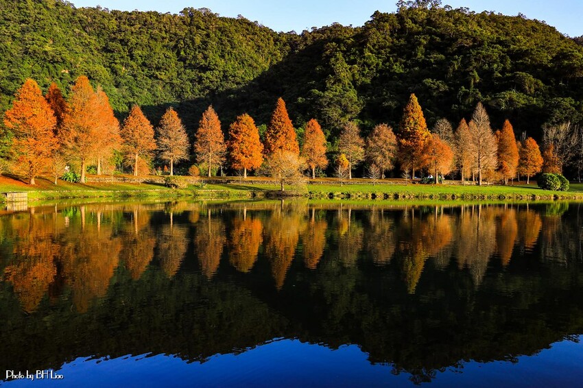 【宜蘭景點】2023員山福園蜊埤湖&羅東運動公園‧落羽松美景│全台10大落羽松秘境之一│礁溪天空島小木屋。金黃