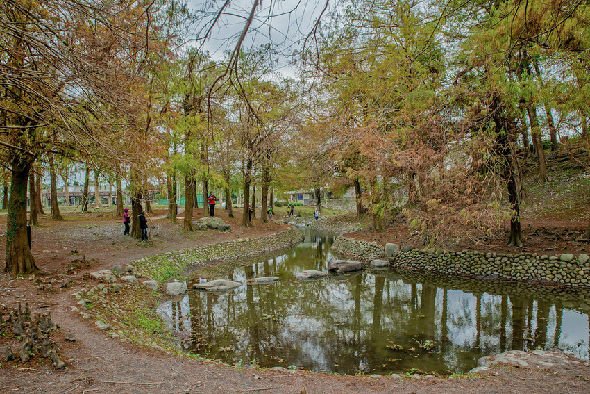 【宜蘭景點】2023員山福園蜊埤湖&羅東運動公園‧落羽松美景│全台10大落羽松秘境之一│礁溪天空島小木屋。金黃