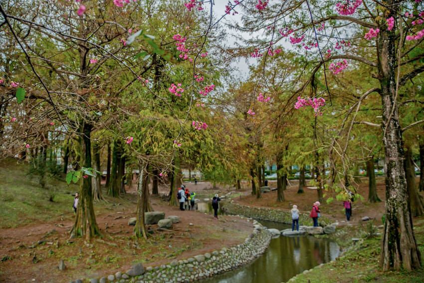【宜蘭景點】2023員山福園蜊埤湖&羅東運動公園‧落羽松美景│全台10大落羽松秘境之一│礁溪天空島小木屋。金黃