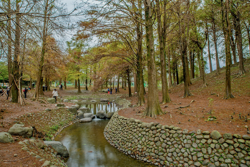 【宜蘭景點】2023員山福園蜊埤湖&羅東運動公園‧落羽松美景│全台10大落羽松秘境之一│礁溪天空島小木屋。金黃
