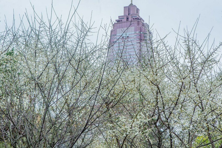 【梅花拍攝點】2023北部賞梅景點│桃園石門水庫‧士林志成公園‧榮星公園‧中正紀念堂‧逸仙公園│北部走春景點│