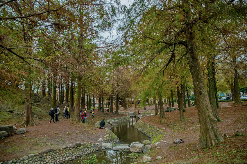 【宜蘭景點】2023員山福園蜊埤湖&羅東運動公園‧落羽松美景│全台10大落羽松秘境之一│礁溪天空島小木屋。金黃