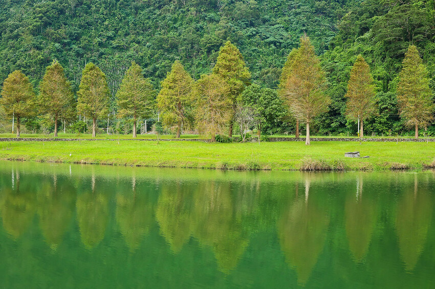 【宜蘭景點】2023員山福園蜊埤湖&羅東運動公園‧落羽松美景│全台10大落羽松秘境之一│礁溪天空島小木屋。金黃